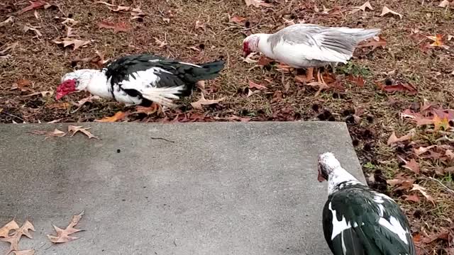 My Muscovy ducks came to see me this morning.