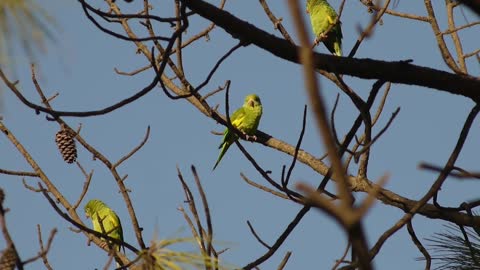 Parrots live in groups in the wild