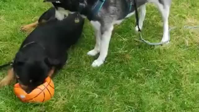 Yuki playing with his friends