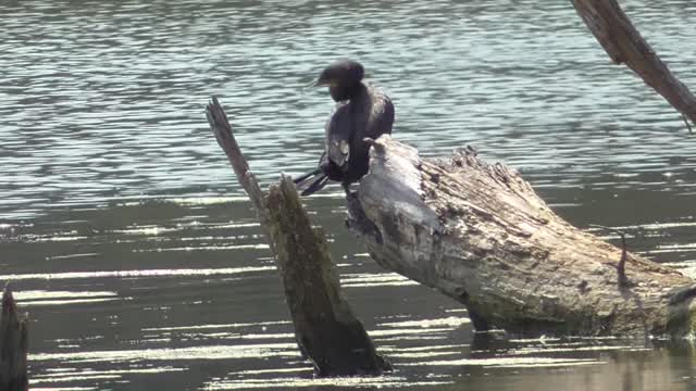 284 Toussaint Wildlife - Oak Harbor Ohio - Cormorant Out Takes