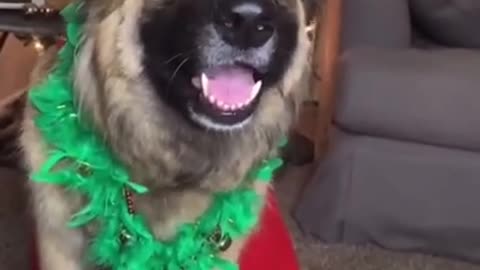 funny dog