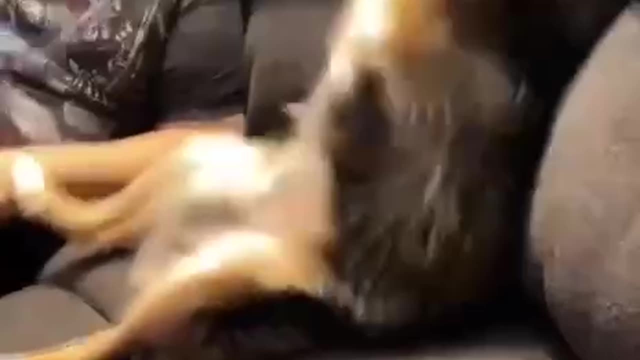 Ticklish 🤪Pup
