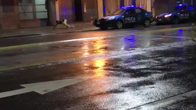 Drunk man jumps and falls off police car