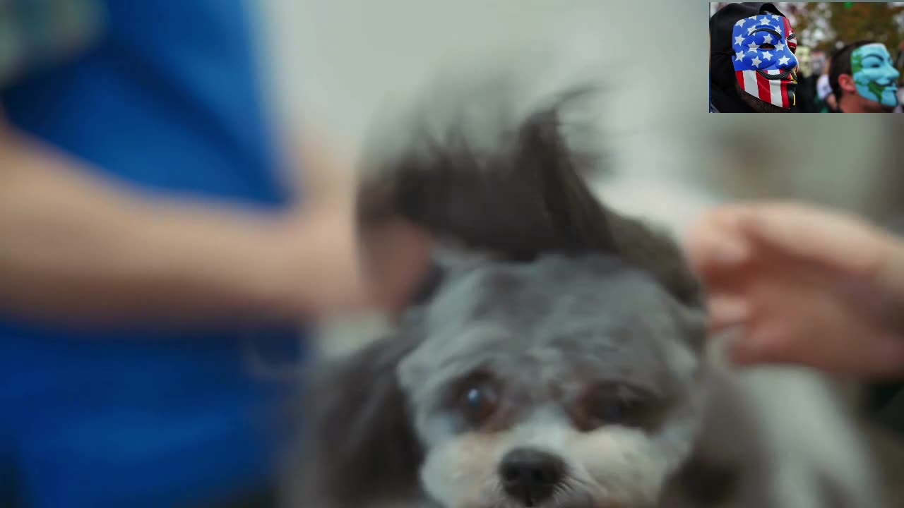 Dog Evolution - Shih Tzu - Shih Tzu From Royal Guard to Health Crisis