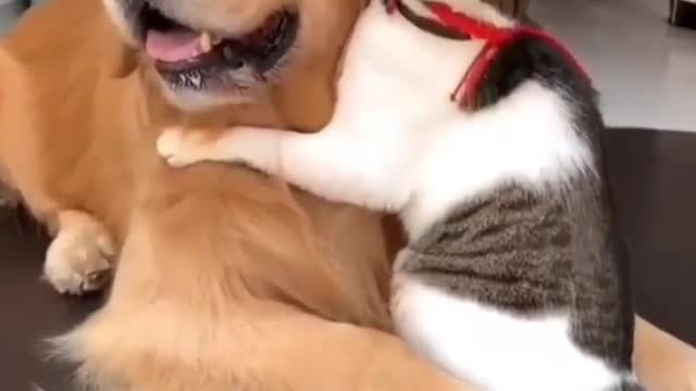 Dog nice video 😘