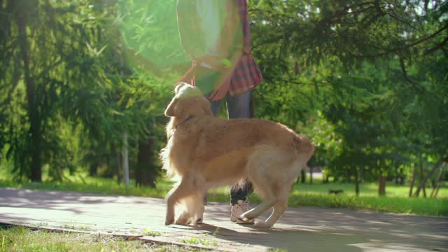 Friendly, Intelligent Golden Retriever Puppy playing with apple