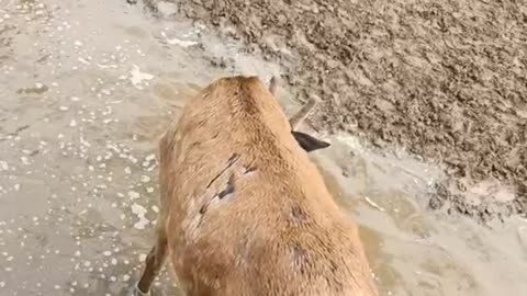 Deer waiting to be fed