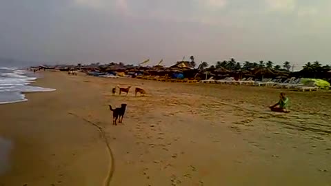 Dogs Playing at Beach