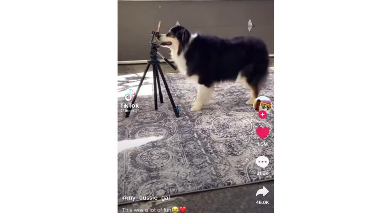 Funny TikTok ANIMAL Videos