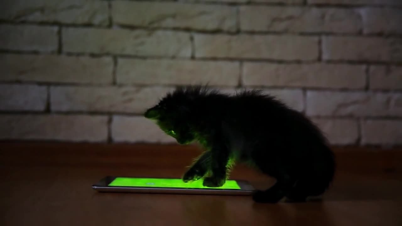 A little black kitten in the evening is playing with a screen tablet computer