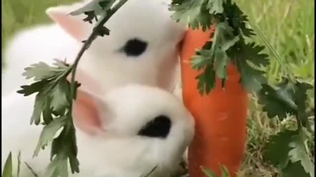 Rabbit is Beautyful Cute animals funny video