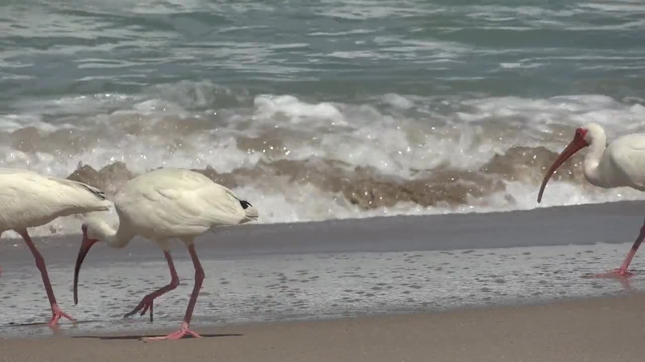 Free Ocean Beach Birds