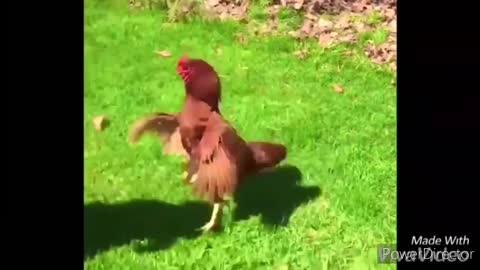 Funny chicken fights