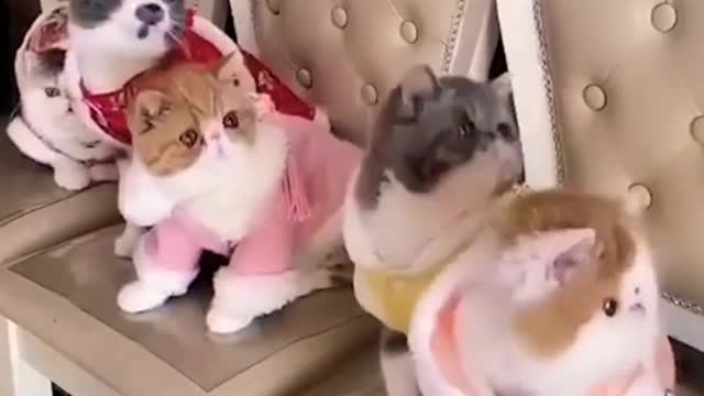 Funny Cats Dancing || Cats Funny Videos