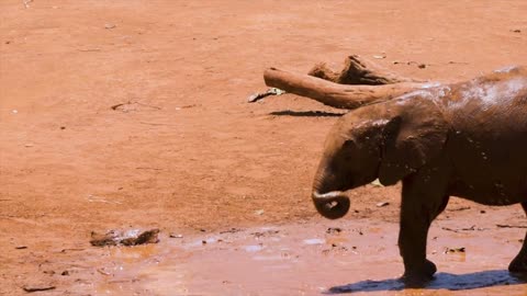 Baby Elephants Playing In The Mud