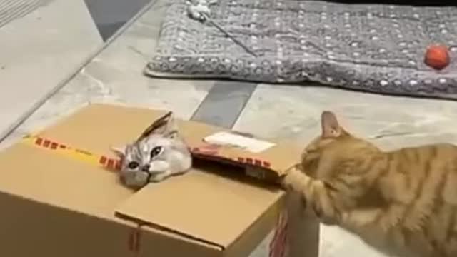 Funniest cat videos on rumble-try not to laugh