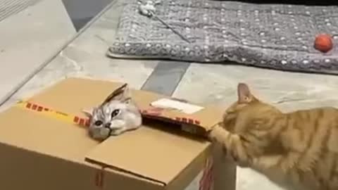 Funniest cat videos on rumble-try not to laugh