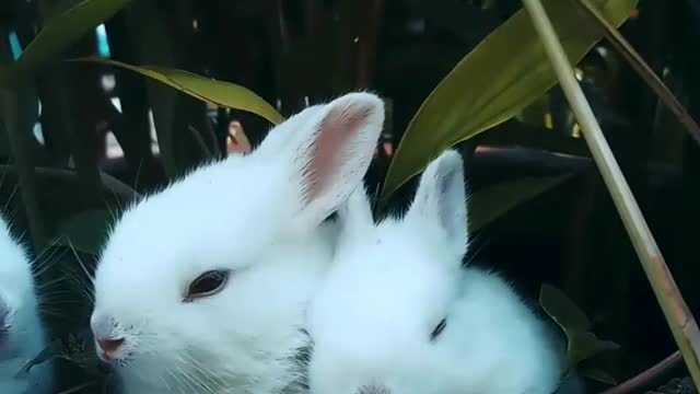 Cute bunny