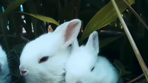 Cute bunny