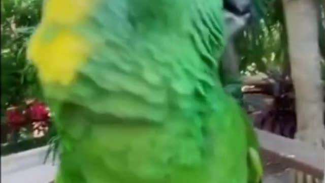 Girl and parrot talking to each other