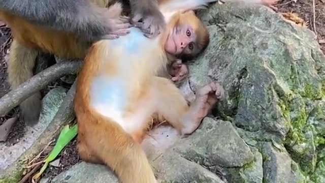 Mother monkey to the little monkey to catch lice