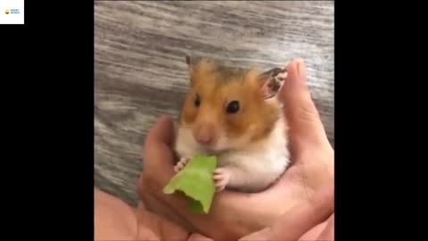 The funniest and cute hamsters of all time