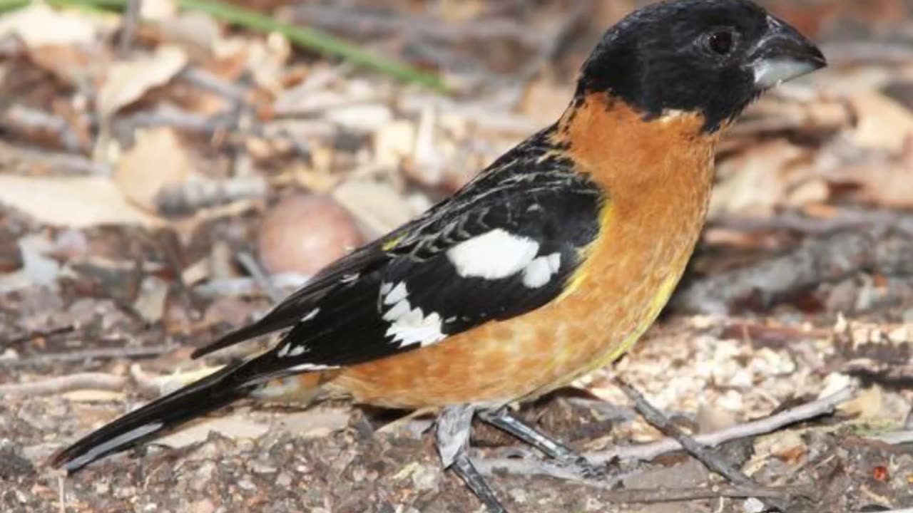 Black-headed Grosbeak Song Video