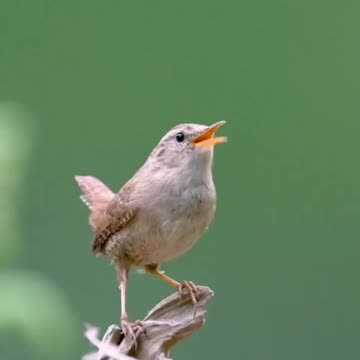 THINGS THAT CANNOT BE SHAKEN - DAILY DEVOTIONAL ❤️