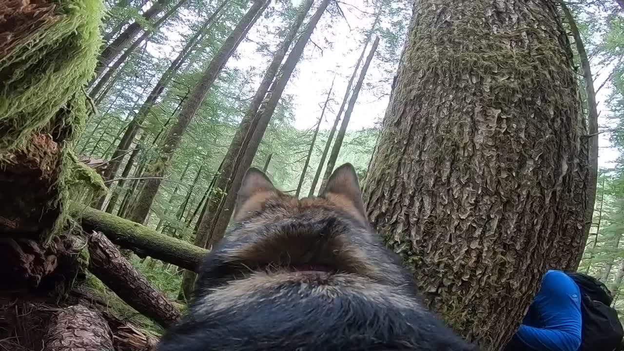 German Shepherd scales mossy logs while wearing GoPro