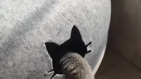 Funny cat's