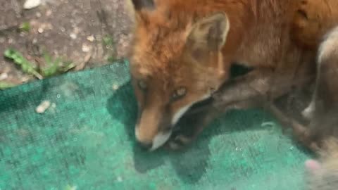 Wild Fox At The Back Door