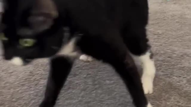 "Daisy saw the neat tube treats come out and hustled right over for a snack. 😻⁠