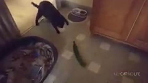 Cats Being Scared by Cucumbers