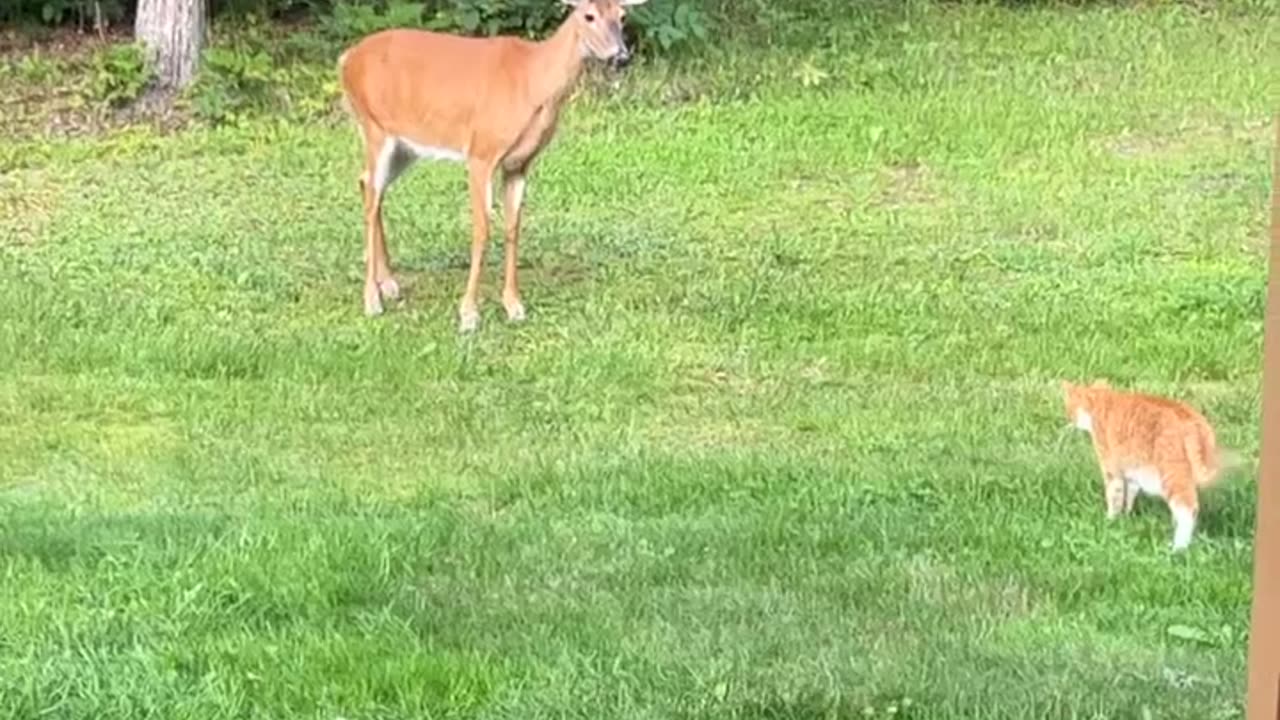 Cat Makes a Deer Friend