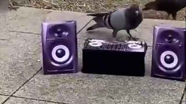 It's time to dance and have fun