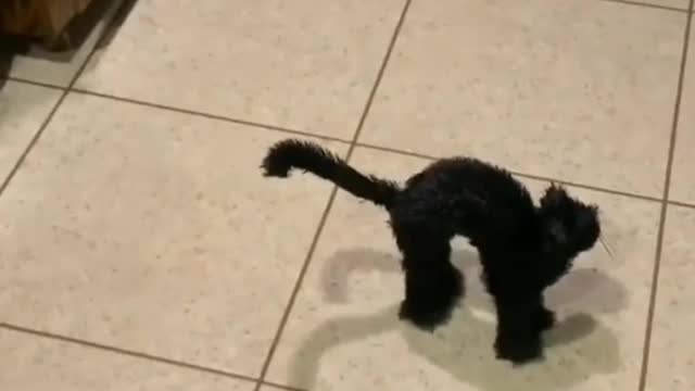 My cat 🐱 🐈 got scared from whom...tpday