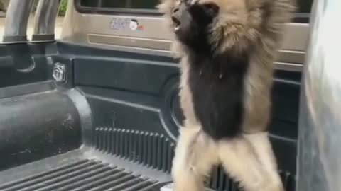 Funny animals 🤣🤣🤣🤣🤣🤣🤣🤣