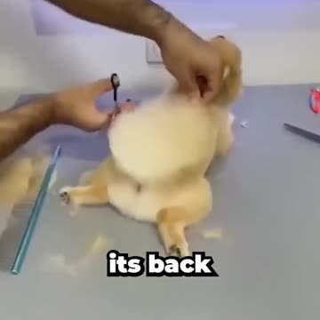 This dog gets cut