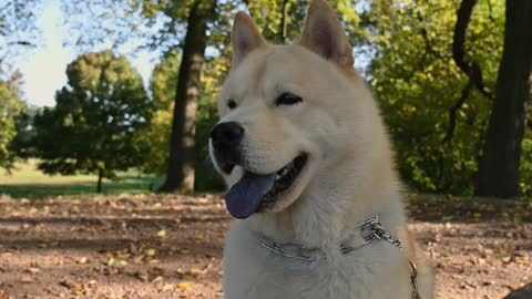 A Cute White Dog