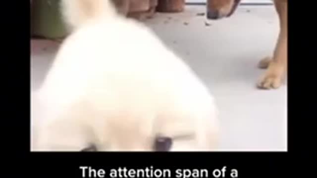 short attention span of cute puppy