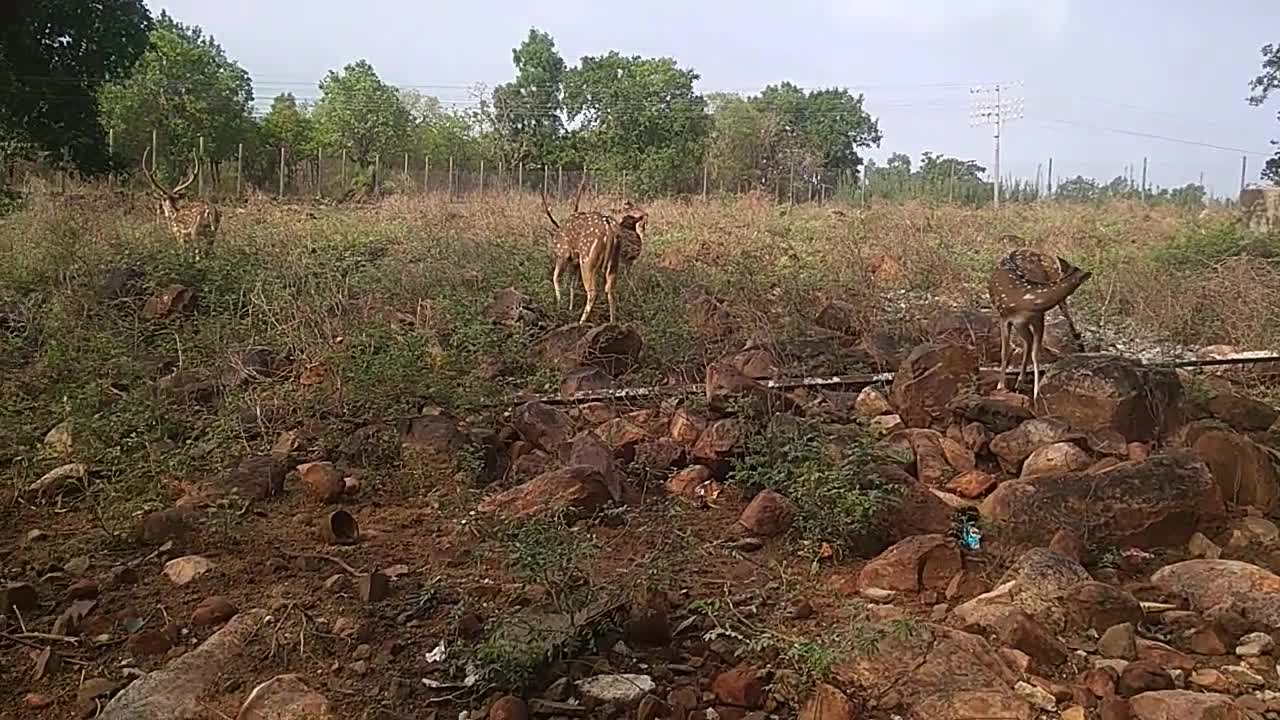 Cute deers| walking| deers