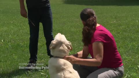 Canadian animal rescues worried pandemic pets are starting to fill centres