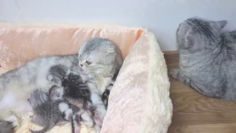 Papa cat gets acquainted with his newborn kittens and a whole mom cat