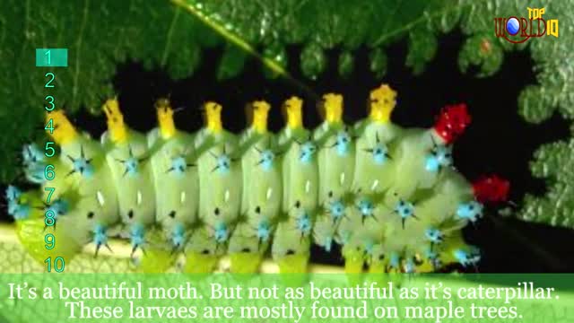 Top 10 Beautiful Insects In the World | Video | Top 10