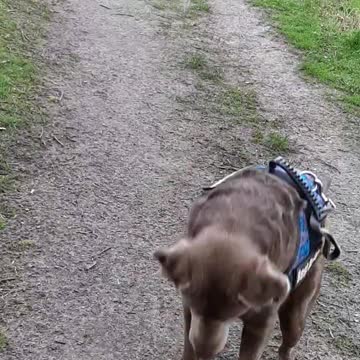 Labrador doesn't know how to catch