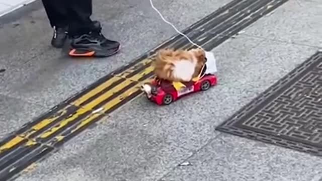 Lazy hamster gets a taxi