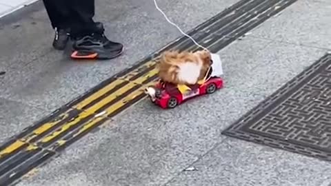 Lazy hamster gets a taxi