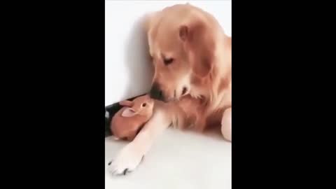 Funny Animals! Funny Dogs! Funny Videos! # Short