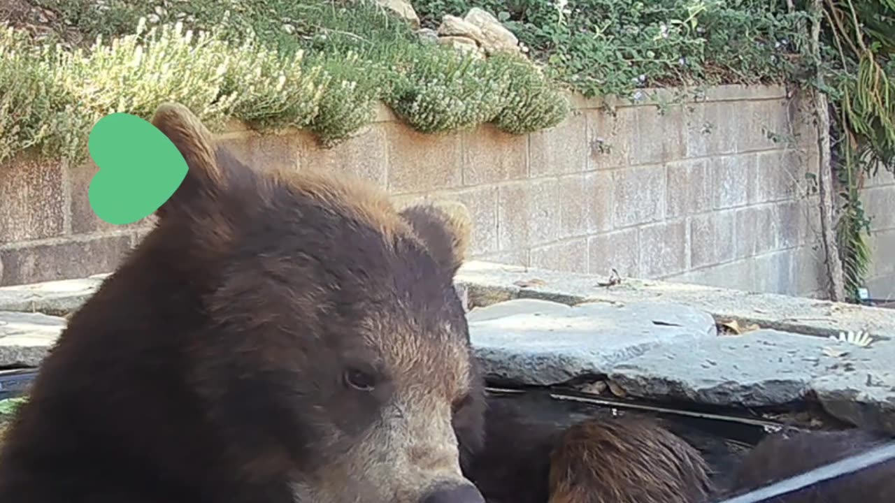 Princess Takes A Trip To The Bear Spa