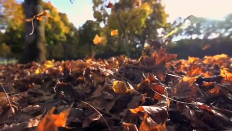 cadono le foglie in autunno